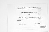 Cercosporella virgaureae image